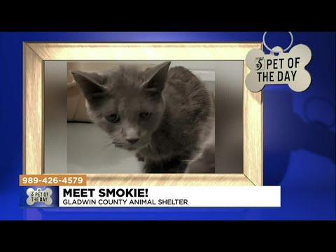 Pet of the Day: Meet Smokie