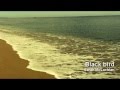 black bird - sarah mclachlan (I am sam O.S.T ...
