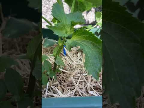 菜園の花は何ですか コンパニオンプランツ マリーゴールド ゼラニウム