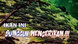 Invasi Ikan Sapu-Sapu (Pleco) Sangat Berbahaya Bagi Lingkungan