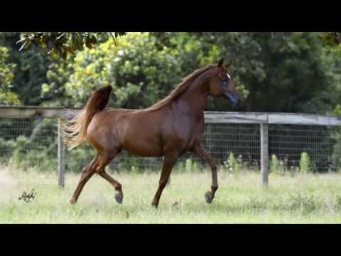 HC MAYSA DANCE 9 1 2016