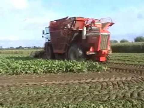 Watteyne: Bieten rooien.