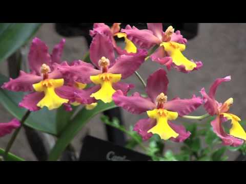 Orchids Extravaganza at Longwood Gardens
