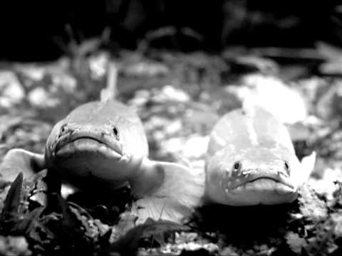 Bolz Bolz - Take a walk (Neo Romantic Dima aka Vitalic Remix)