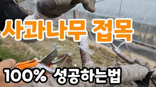 사과 나무 접목 100% 성공하는 꿀팁