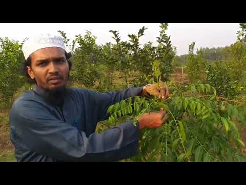 বারমাসি আমড়া খাই সারাবছর ভিটামিন-সি পাই