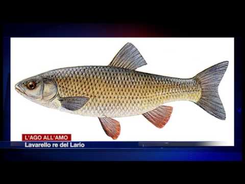 Etg - Il lago e il suo pescato. Lavarello re del Lario