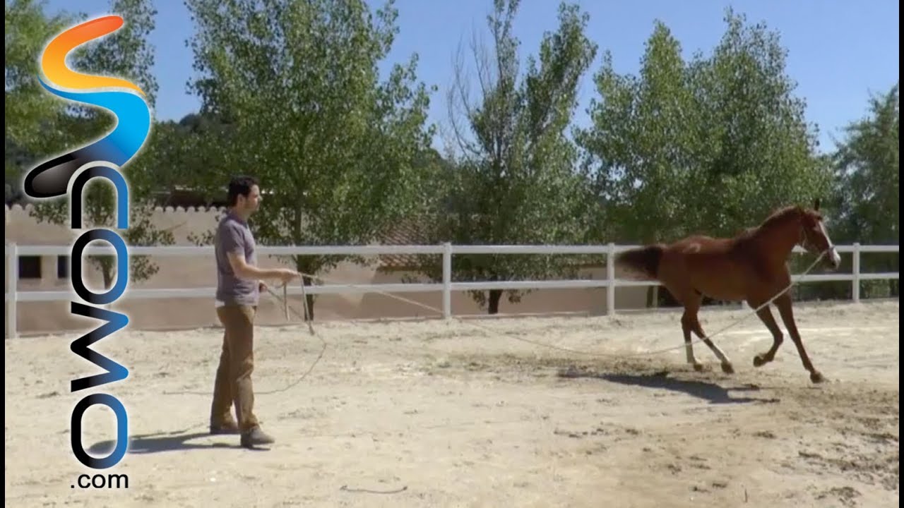Trabajo a la cuerda con caballos