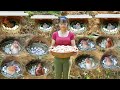 TIMELAPSE Build Many Nest For Hens To Lay Egg Harvest Chicken Eggs Ducks Eggs Go To Sell
