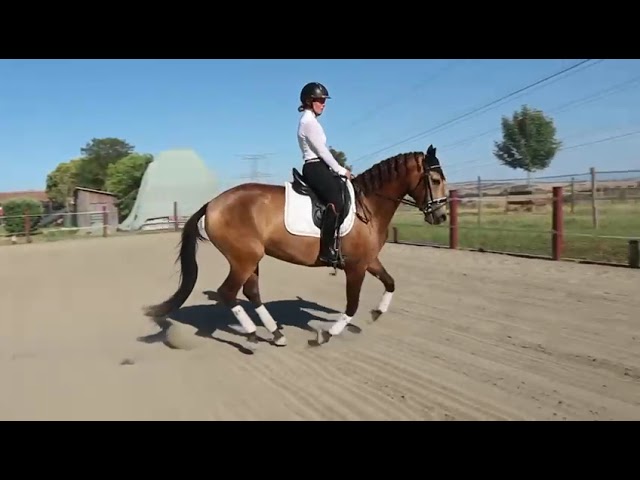 Opportunité à saisir - Magnifique lusitanienne Isabelle