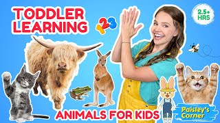 Download lagu Learn Animals for Kids with Silly Miss Lily 🐾 | Cats, Zoo, Cows, Frogs & Bees 🐝  mp3