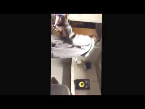 Dem pack boiz studio session ft cha chi da mail man don kody on da beat