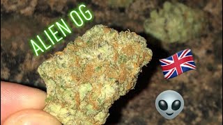 Alien OG (Strain Review #9) (UK)