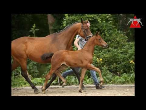 49 Chagall HF v. Calido-G - Sir Shutterfly