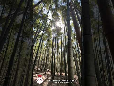 Arashiyama Bamboo Grove