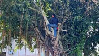 The Mysterious Overgrown Banyan Tree - Cutting Down the Horrifying Haunted Tree