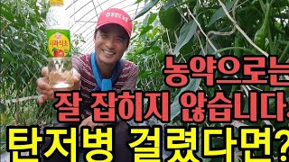 탄저병에 이것이 최고의 치료제입니다.비싼 농약은 치료가 안됩니다. The best cure for anthr…