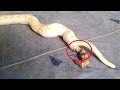 How Do Snake Poop