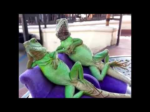 Wesley ft  Samzey - Chilln (Prod. By DOPFunk)