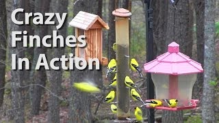 preview picture of video 'Finch Fights - Insane Bird Feeder Action'