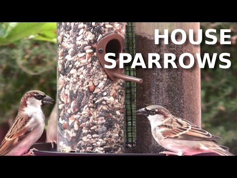 House Sparrows and Mourning Dove at tube feeder