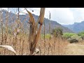 Tepoztlán Identidad Y Cultura Como Resistencia Documental Luchas Sociales En Tepoztlán