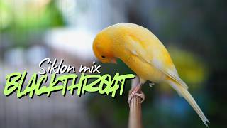 Download lagu MATERI MEWAH CENGKOK SULTAN - MASTERAN KENARI ISIAN BLACKTHROAT DAN SIKLON GACOR SUSAH DICARI mp3