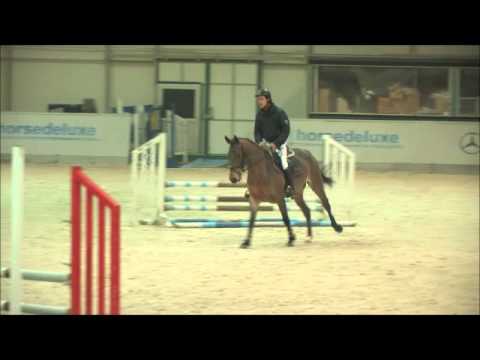 FOR SALE: 2011 mare AWÖ Canoso x Aloube Z