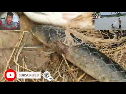Real Cast net fishing in low water season, Catching a lot of fish