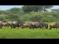 The Greatest Mammal Migration Waterhole Africa S Animal Oasis BBC Earth