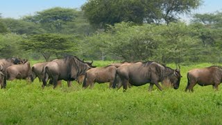 The Greatest Mammal Migration | Waterhole: Africa's Animal Oasis | BBC Earth