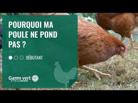 , title : '[TUTO] Pourquoi ma poule ne pond pas ? – Jardinerie Gamm vert'