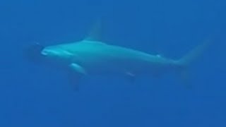 preview picture of video 'Hammerhead sharks while diving Molokai Hawaii'