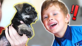 SURPRISING KIDS WITH A NEW PUPPY!