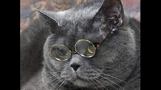 Харизматичные британские кошки, коты и котята. Котоматрица / British funny cat