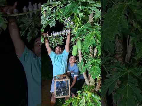 his hands are very fast #shortvideos #nature #trending