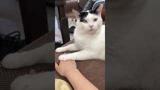 奇想天外な行動が可愛い猫#にゃんこ  #猫との暮らし #ペット動画 #癒し動物 #もふもふ猫 #かわいい猫