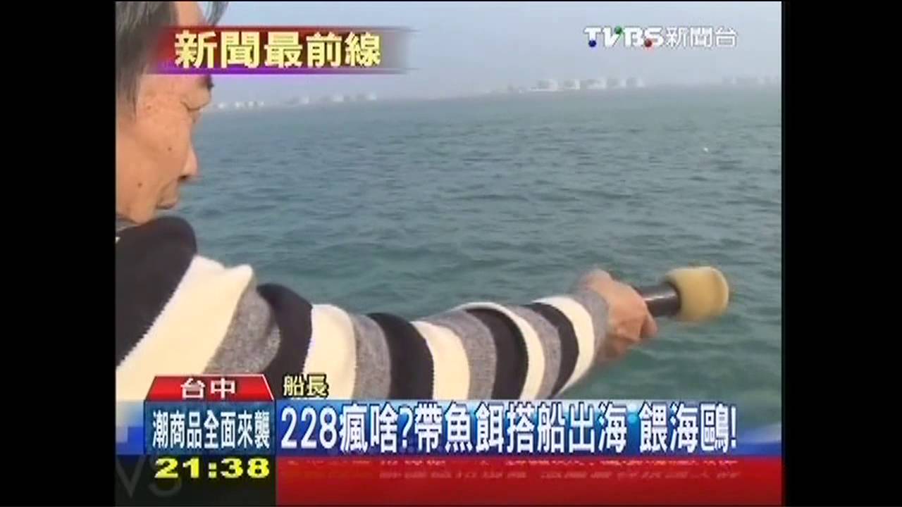 228瘋啥?帶魚餌搭船出海 餵海鷗!