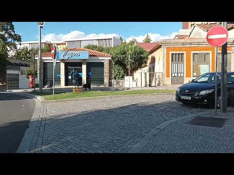 23 September 2025 Homeless Man's Dog barking at the Cat--Regua 