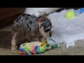 Miniature Schnauzer dogs for sale: Nala - Video 1