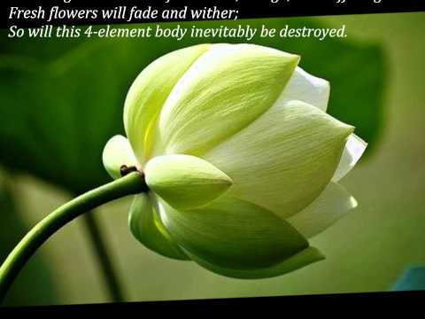 Dâng hoa - Hương Lan