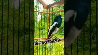 Download lagu kacer NGEPLAY konslet. mp3 Download lagu kacer NGEPLAY konslet. mp3