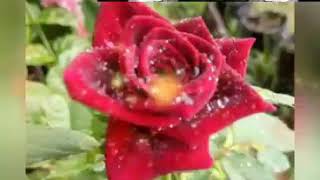 Download lagu SHOLAWAT GUS SAMSUDIN mp3