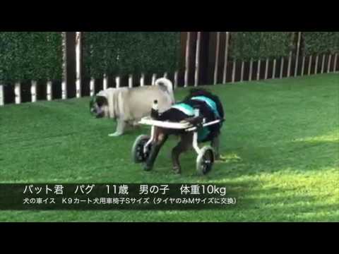 パグのバット君　犬用車椅子で遊ぶ