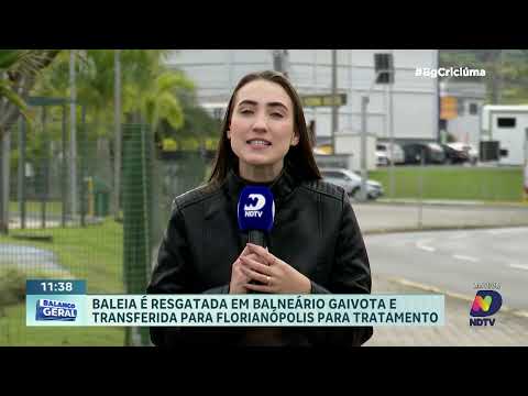 Baleia resgatada em Balneário Gaivota é levada a Florianópolis