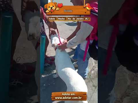 Vídeo de Brutos
