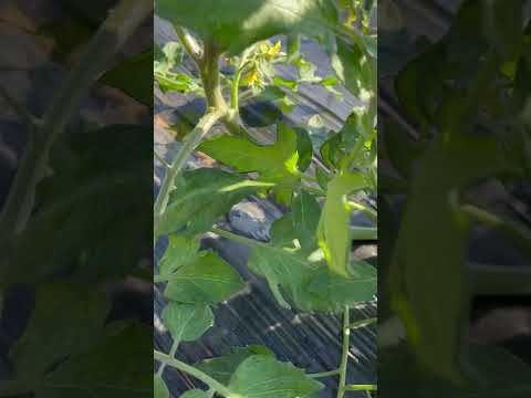 トマトの病気 茎が黒くなったらどうするか 化学処理を使用する