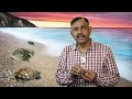 Before keeping any tortoise, one must know these things. Turtle Tortoise Care Tips || Dr Nagendra Yadav