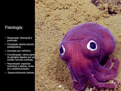 invertebrados moluscos e anelídeos