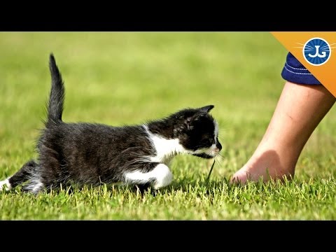 YouTube video about: Why do cats climb up your leg?